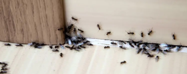 ant control hallett cove