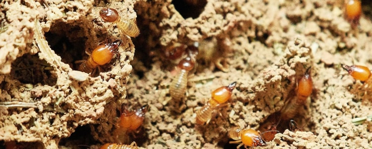 termite control hallett cove