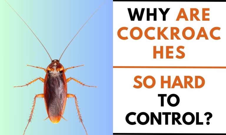 Why are Cockroaches So Hard to Control