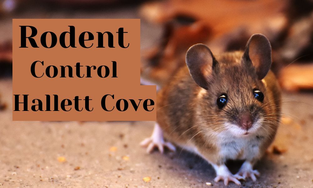 Rodent Control Hallett Cove